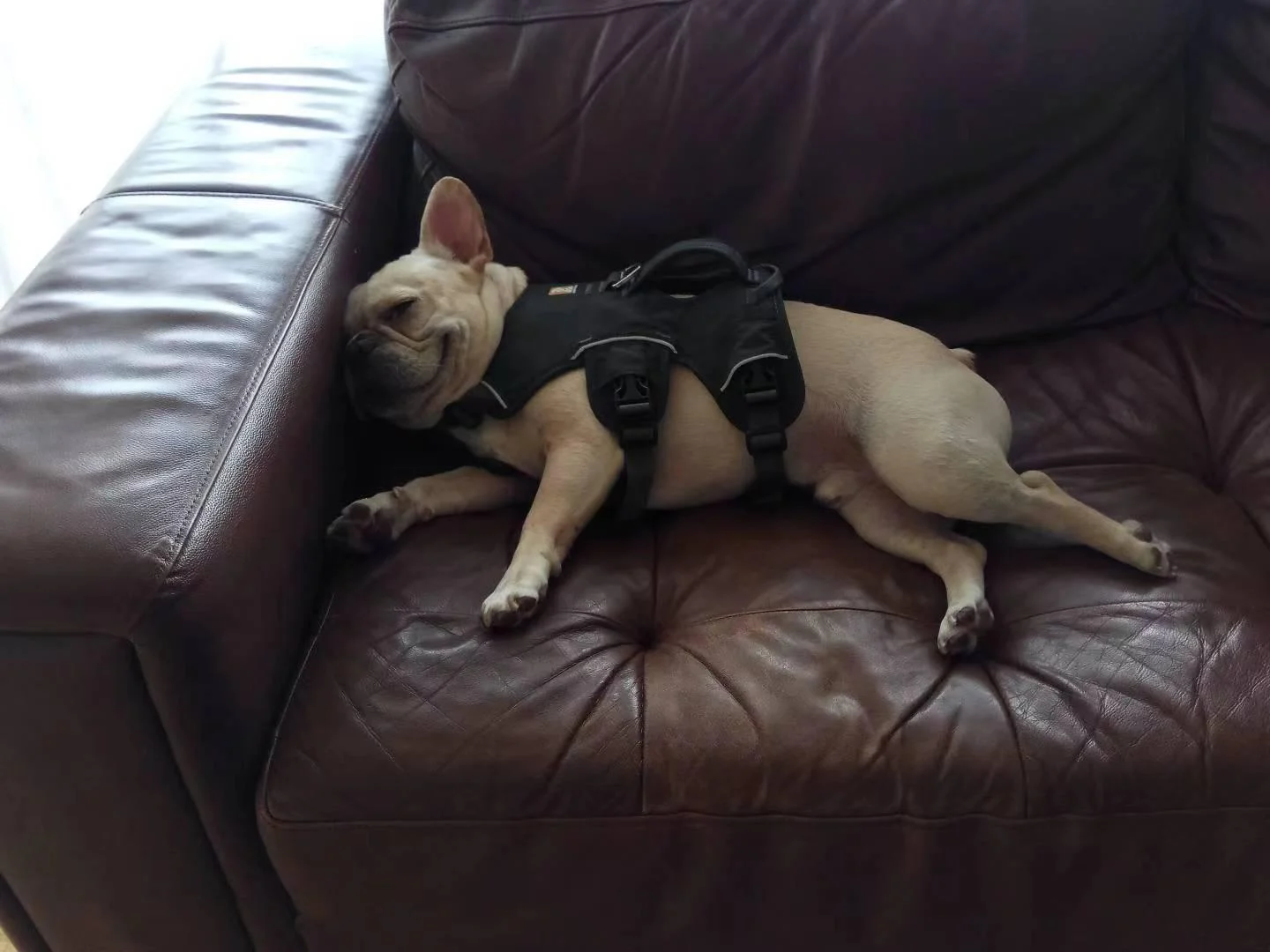 A cream French bulldog napping on a leather couch at home