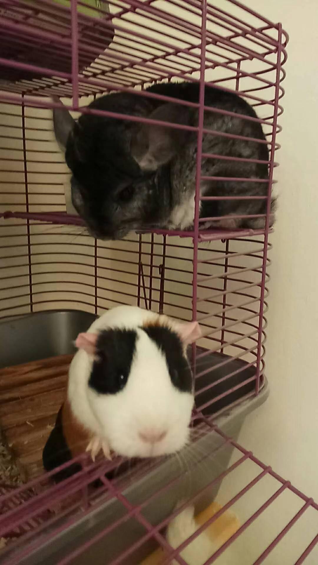 A chinchilla and guinea pig we've cared for over the years