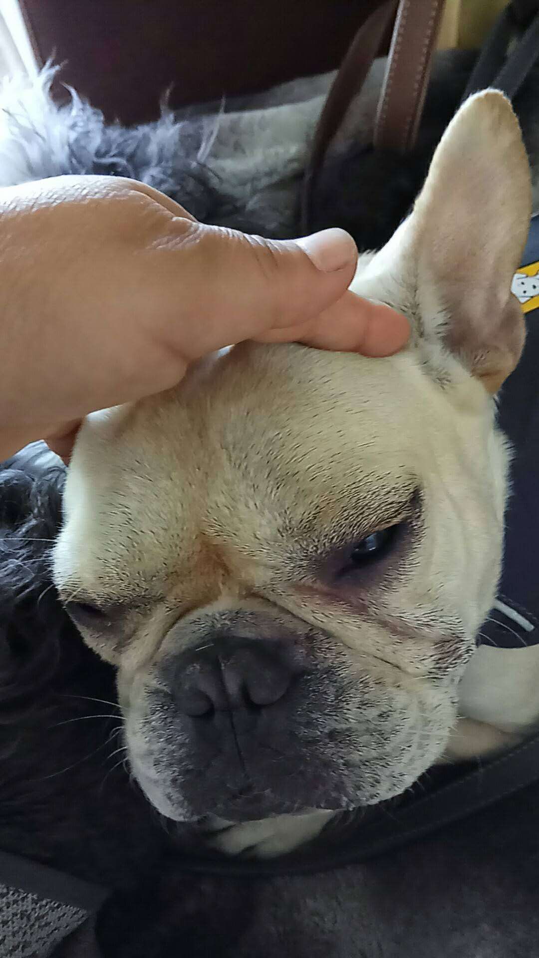 A fawn French bulldog being gently pet on the head