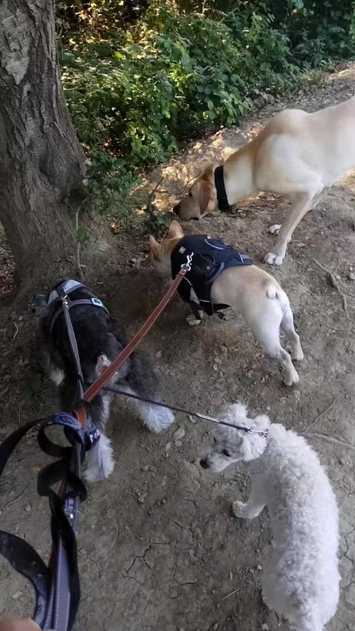Three dogs on a shaded trail walk in Castro Valley