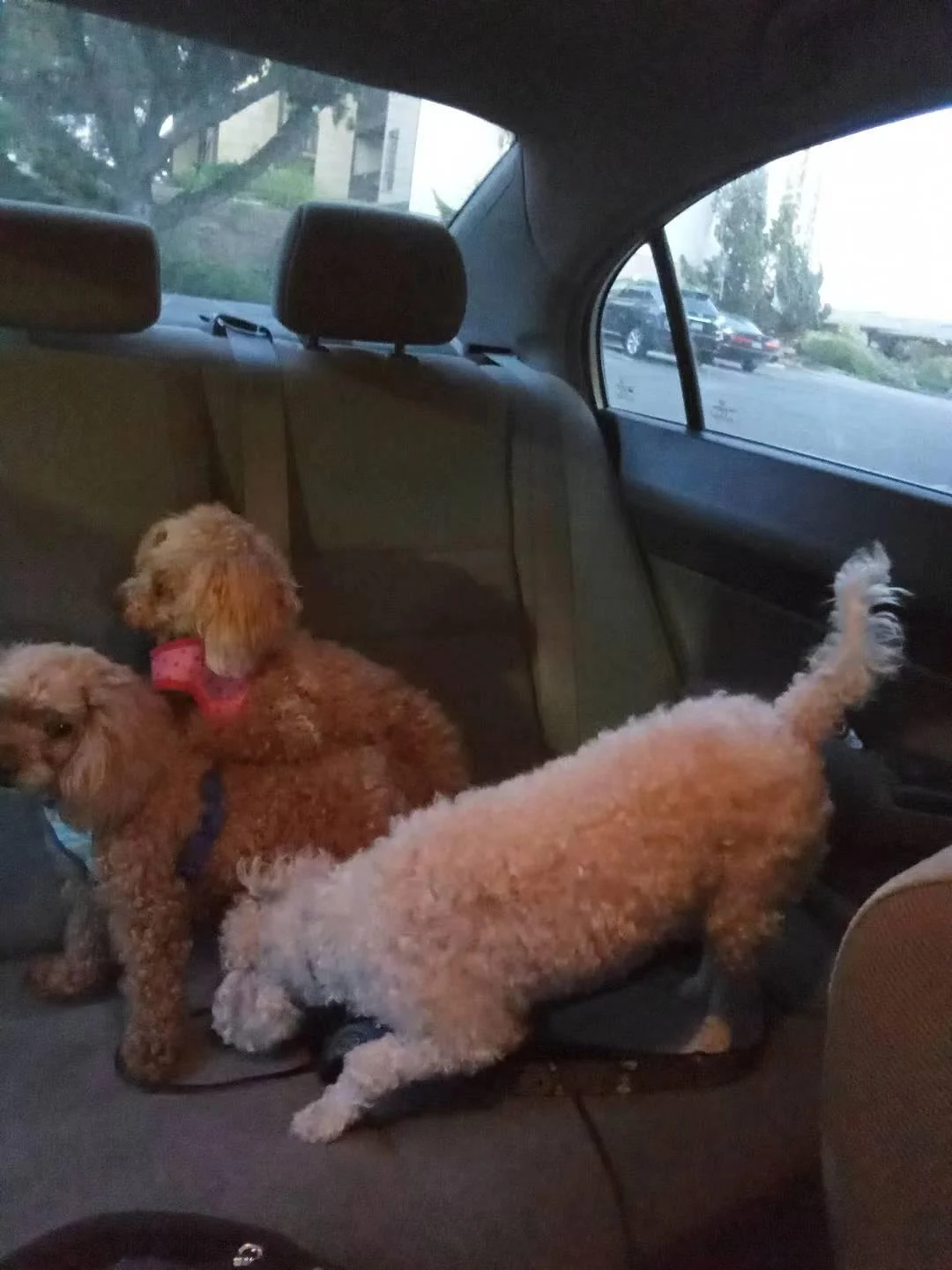 Three curly-coated doodles in the back seat after daycare